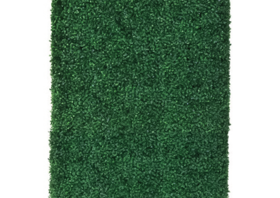 Boxwood Hedge